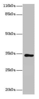 KIAA1191 Antibody (aa32-305)