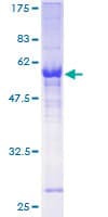 Human ZNF215 Protein (Recombinant GST)