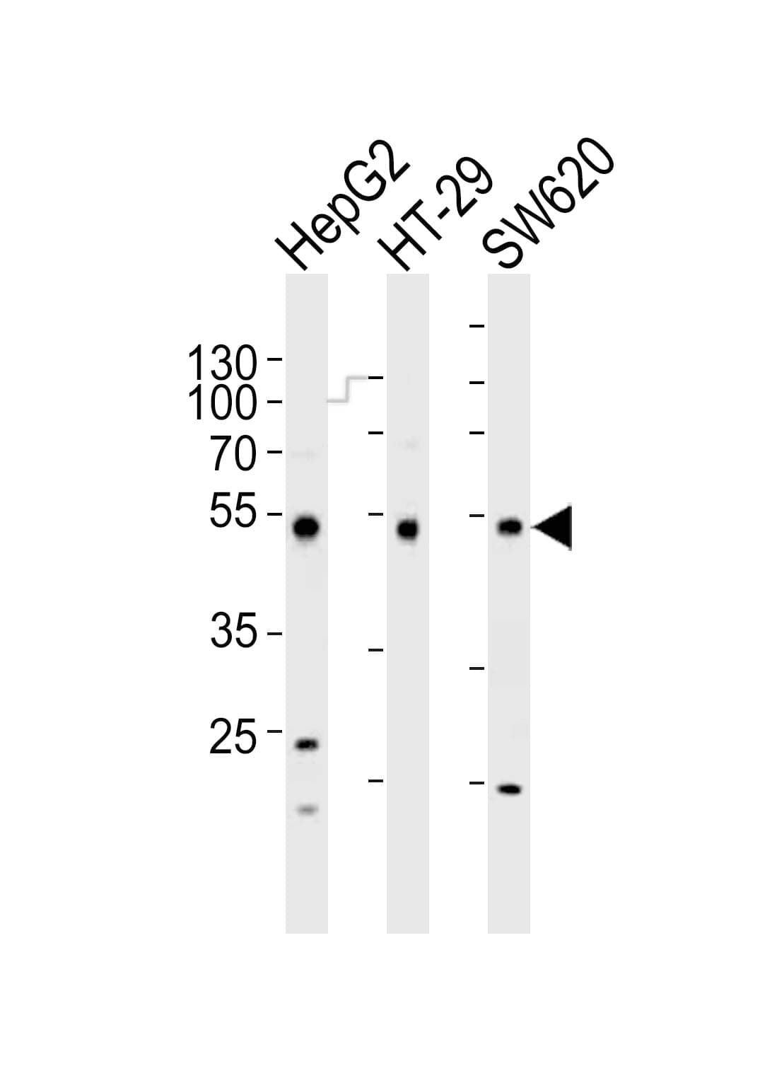 FOXA2 Antibody (aa355-389)