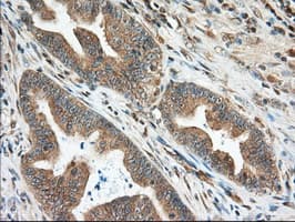 KSP32 / MIOX Antibody (clone OTI4G7, Carrier-free)