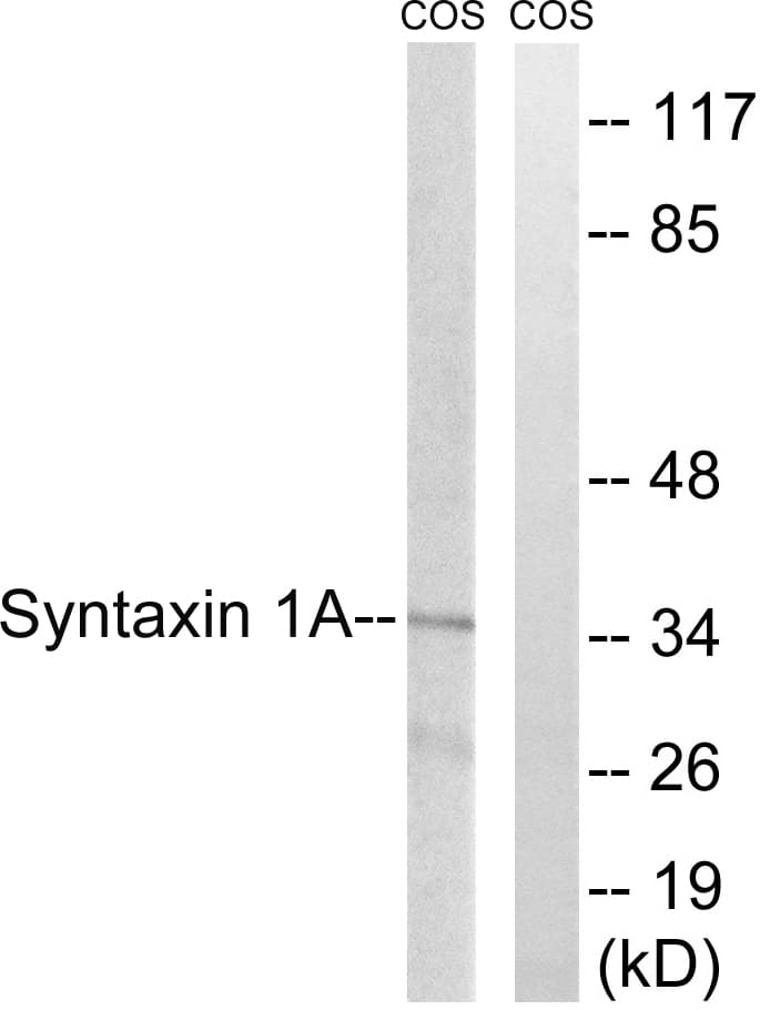 STX1A / Syntaxin 1A Antibody (aa1-50)