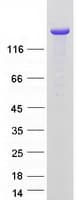 Human PCDH1 / PCD1 Protein (Recombinant Myc-DDK (Flag))