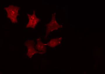 SRCIN1 / SNIP Antibody