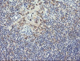 RNF39 Antibody (clone OTI5E10, Carrier-free)