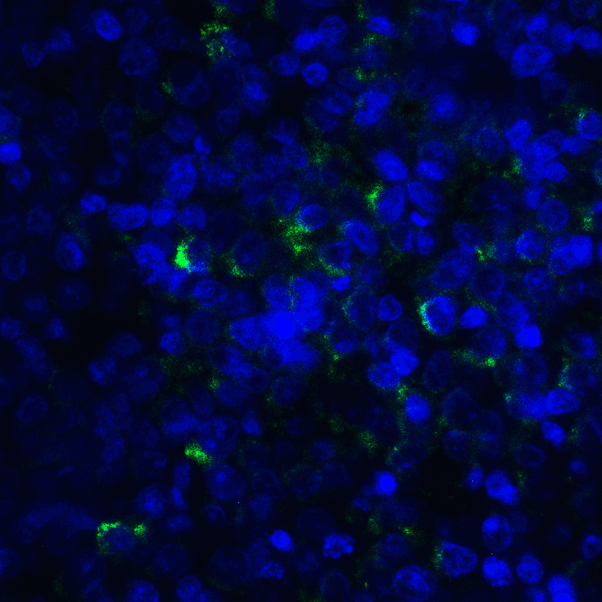TNFSF14 / LIGHT Antibody (clone 7B9E12)