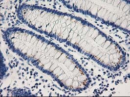 CDK2 Antibody (clone OTI2A5)