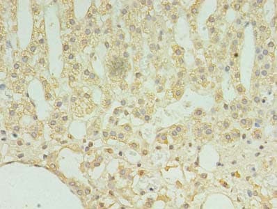 TMEM9 Antibody (aa 111-183)
