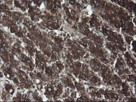 PDIA3 / ERp57 Antibody (aa140-505, clone OTI4D7)