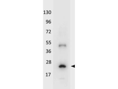 IL32 Antibody (HRP)