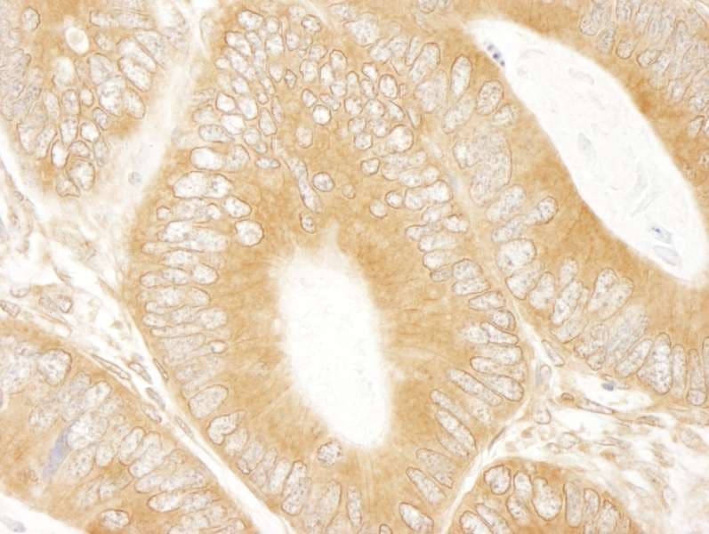 ABCF1 Antibody (aa795-845)