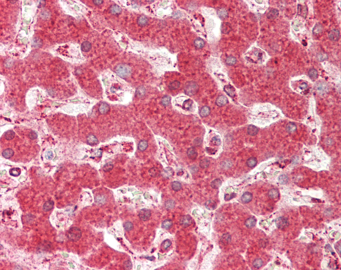 HSP90B1 / GP96 / GRP94 Antibody (C-Terminus)