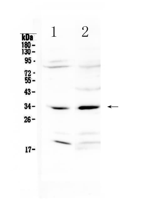 Polyclonal Rabbit anti-Rat MYD88 Antibody (WB)