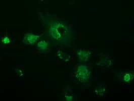 OTUB2 Antibody (clone OTI2F6, Carrier-free)