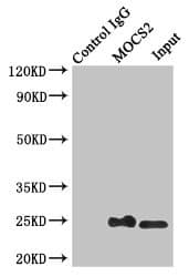 Polyclonal Rabbit anti-Human MOCS2 Antibody (IHC, IF, WB)