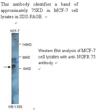 NGFR / CD271 / TNR16 Antibody
