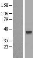ZNF821 Protein (Over-Expression Lysate Myc-DDK (Flag))