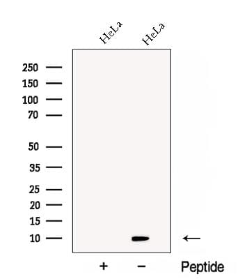 CDC26 Antibody