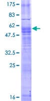 Human MAS1 / MAS Protein (Recombinant GST)