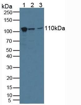MVP / VAULT1 Antibody (aa2-272)