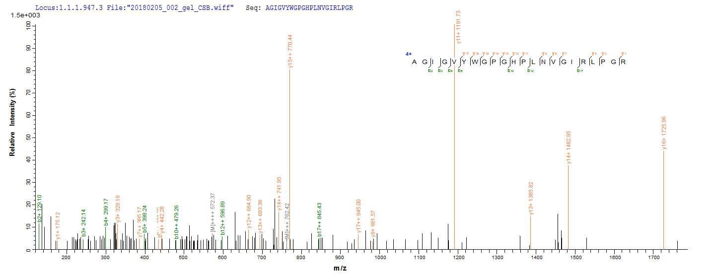 Human RNASEH1 Protein (Recombinant 6His, N-terminus)