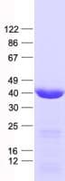 Human WARS2 Protein (Recombinant His, N-Terminal)