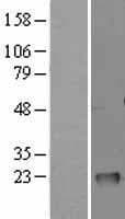 GM2A Protein (Over-Expression Lysate Myc-DDK (Flag))