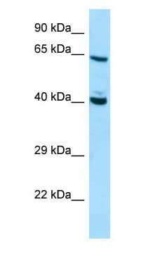 DNAJC7 Antibody (aa359-408)
