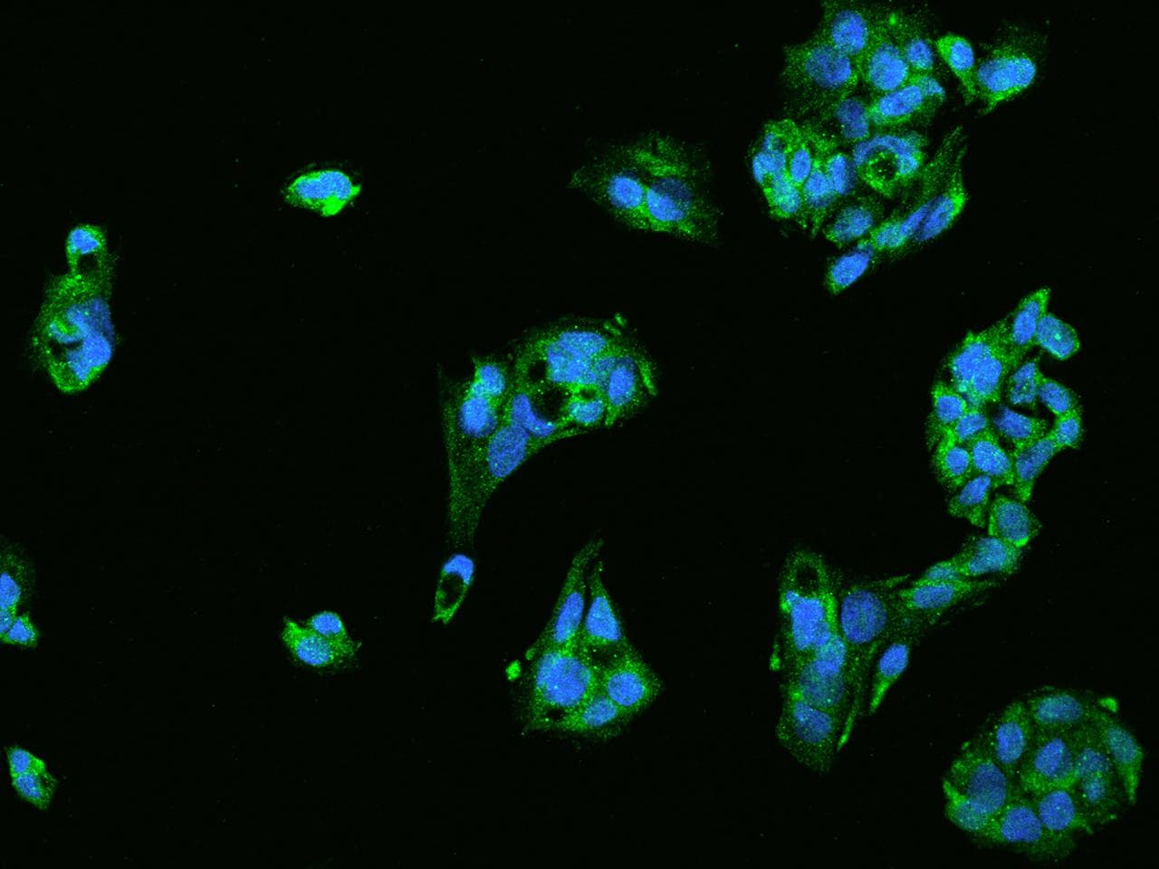 STAU1 / Staufen Antibody