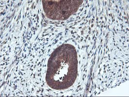RABL2A Antibody (clone OTI5A10, Carrier-free)