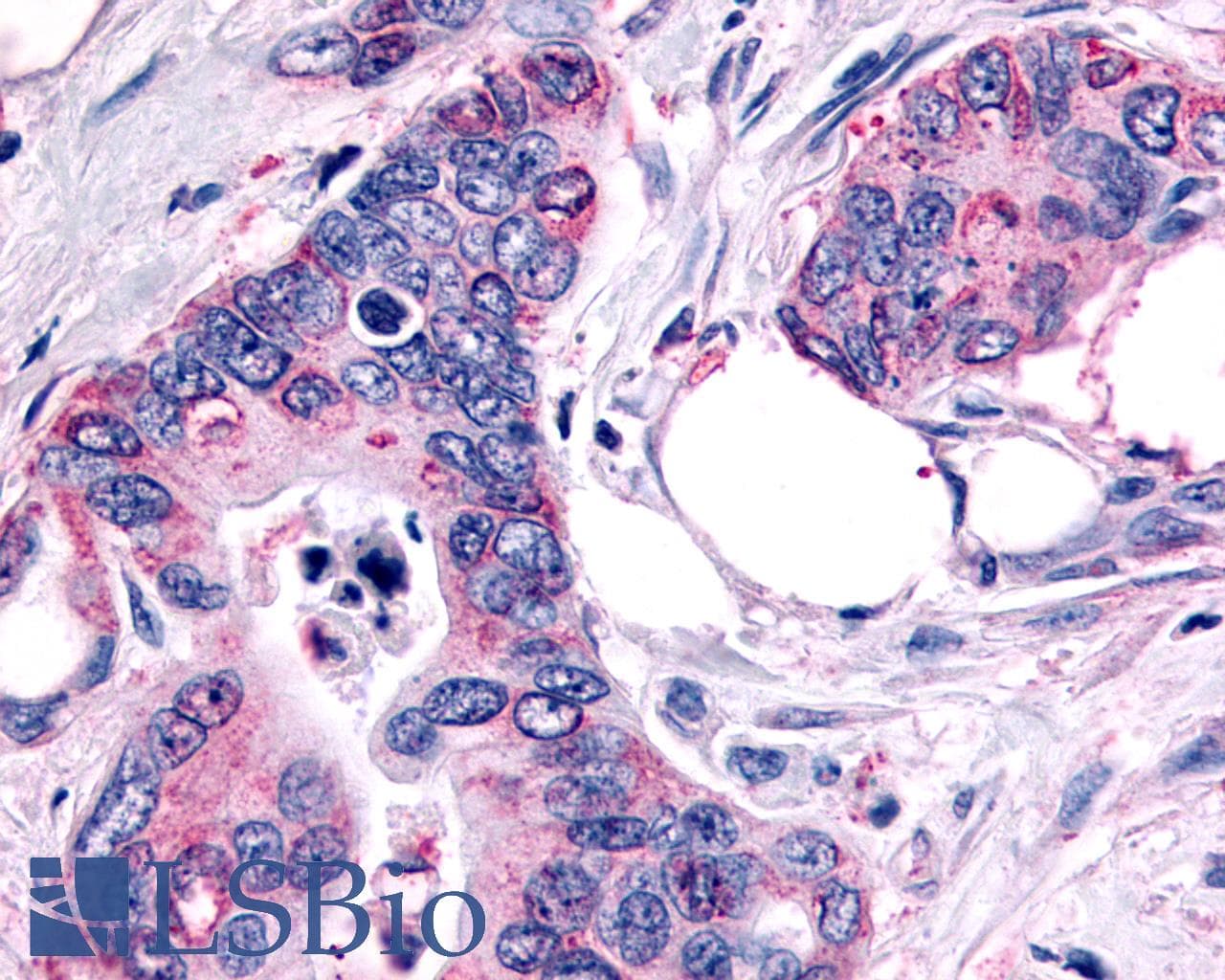 IHC-plus™ FZD10 / Frizzled 10 Antibody (N-Terminus)