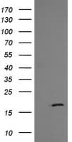 CR6 / GADD45G Antibody (clone OTI2F12, Carrier-free)