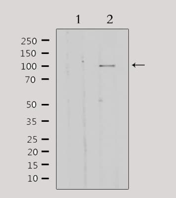 GTF3C2 Antibody