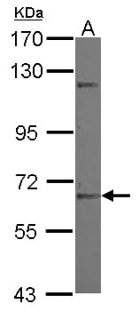 ZNF334 Antibody