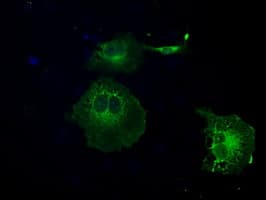 GBP2 Antibody (clone OTI1D1)
