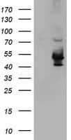 KCNAB1 Antibody (clone OTI4E7, Carrier-free)
