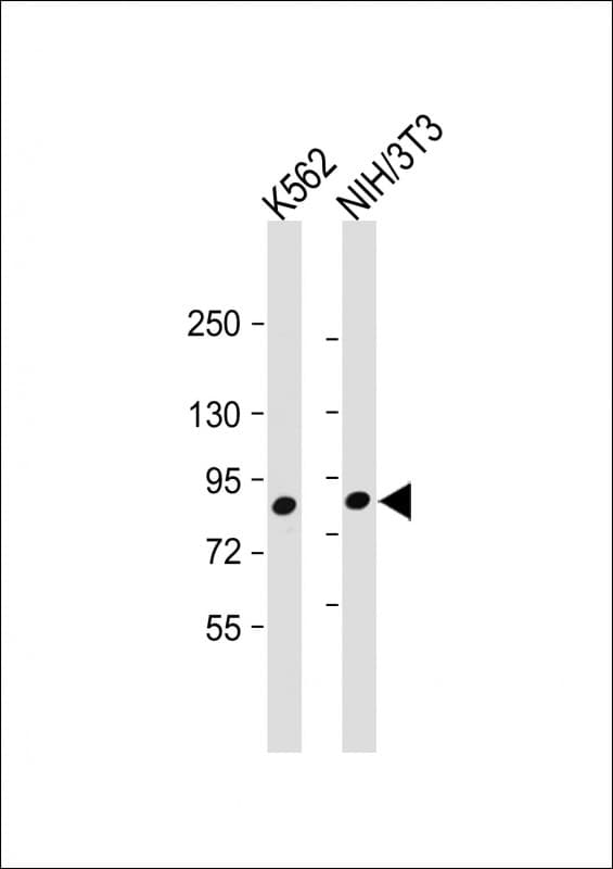 MUT / MCM Antibody (Internal)