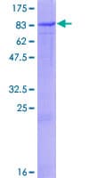 Human PTGS1 / COX-1 Protein (Recombinant GST)