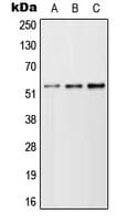 TFEB Antibody (N-Terminus)