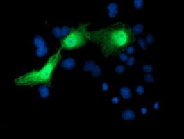 SERPINA5 / PCI Antibody (clone OTI2H10)