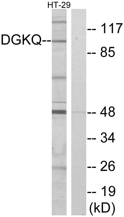 DGKQ Antibody