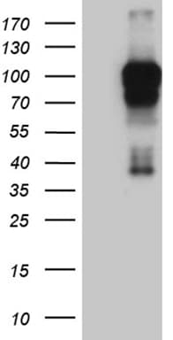 AFAP1 / AFAP Antibody (clone OTI2A3)