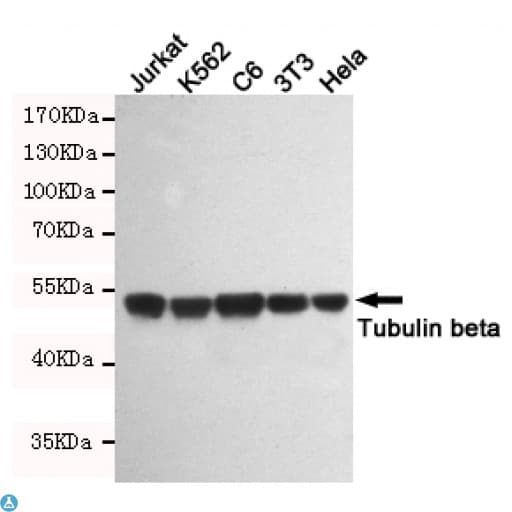 TUBB / Beta Tubulin Antibody