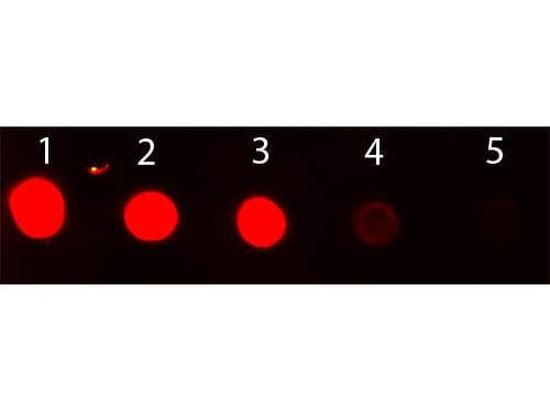 Chicken Anti-Rabbit IgG Secondary Antibody (FITC)