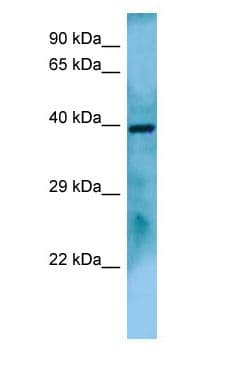 FUZ / FY Antibody (aa272-321)