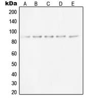 XRCC5 / Ku80 Antibody (Internal)