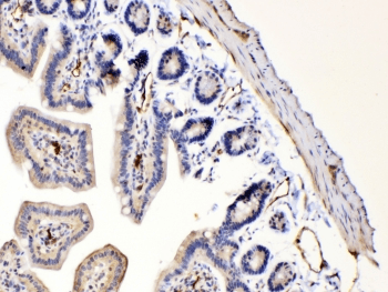 BAX Antibody