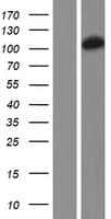 DHTKD1 Protein (Over-Expression Lysate Myc-DDK (Flag))