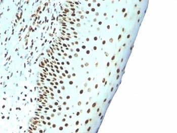 Nuclear Antigen Antibody (clone NM106, Ready-to-Use)