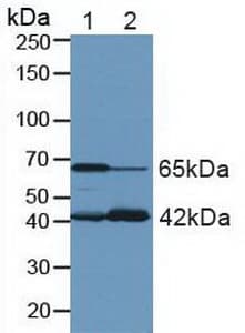 GLS / Glutaminase Antibody (aa221-533, Biotin)