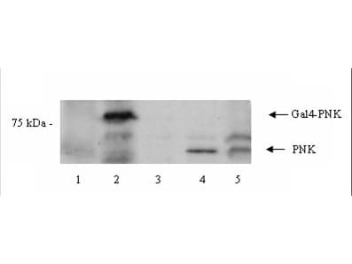 IHC-plus™ PNKP Antibody